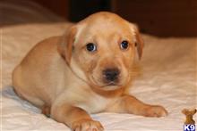Labrador Retriever